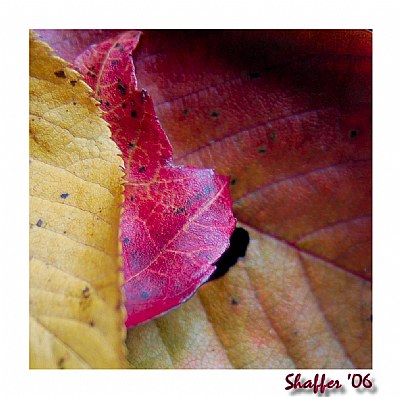 Yellow and Red Leaves