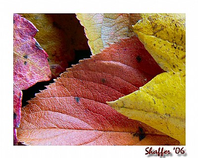 Red and Yellow Leaves 2
