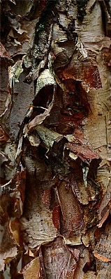 paper birch - detail