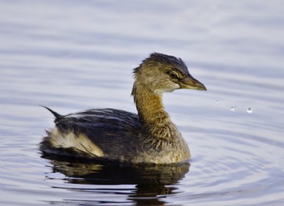 Grebe