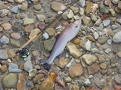 Steelhead in the Alley