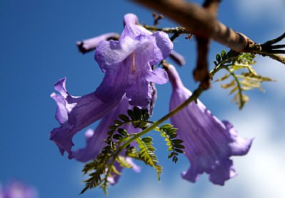 Jacarandá , detalle...