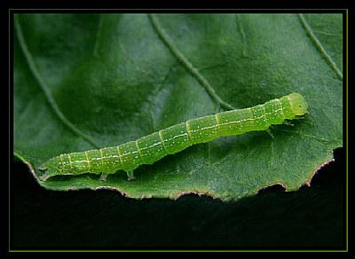 Inchworm on Leaf