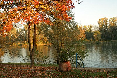 Fall near the river I