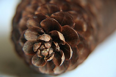 Pine Cone 2