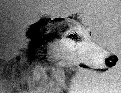 A dog