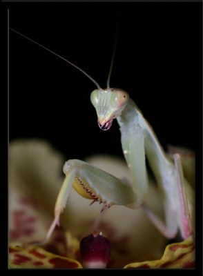 Sphodromantis Viridis (Praying Mantis) 