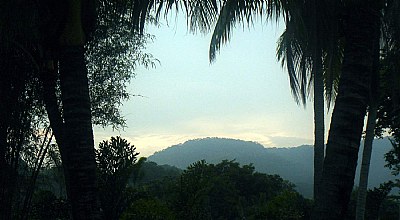 Trees & Sunset