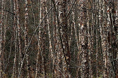 paper birch thicket