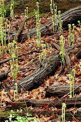 Fern Farm