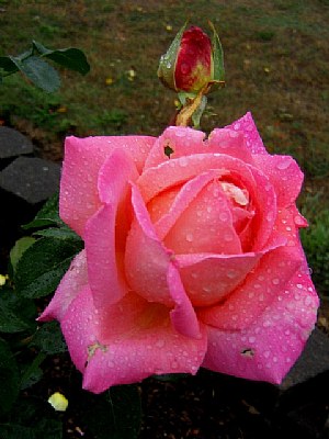 Raining  Roses
