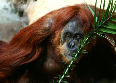 Orangutan