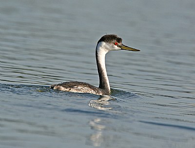 Western Grebe