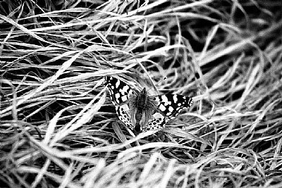 Mariposa