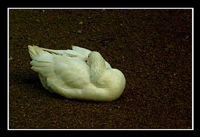 sleeping...