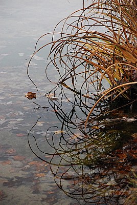 reflections, lakeside