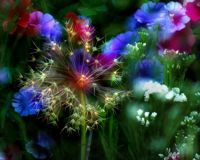 Floral Fireworks