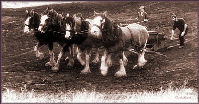 Ploughing Demonstration 2