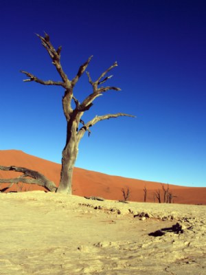 Dead Tree in the Namib