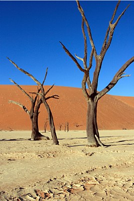 Dead Trees in the Namib