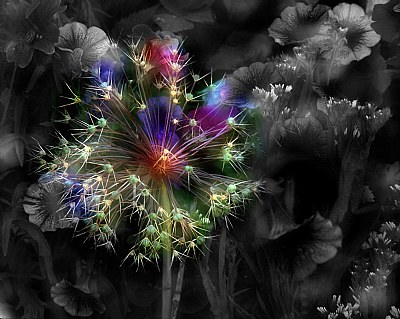 Floral Fireworks 2