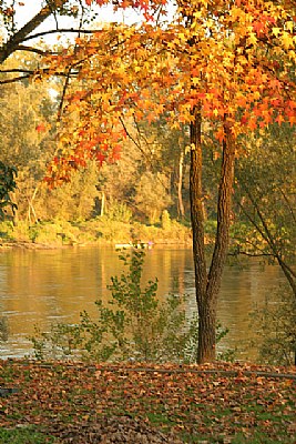 Fall near the river IV