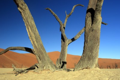 Dead Trees in the Namib