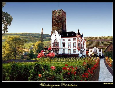 Weinberge am Rüdesheim