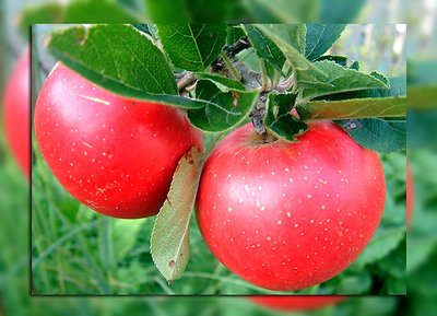 Mum's Apples