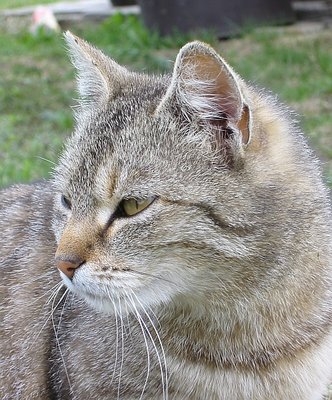 Portrait of a cat