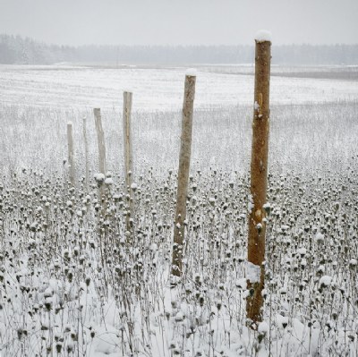 staked out landscape