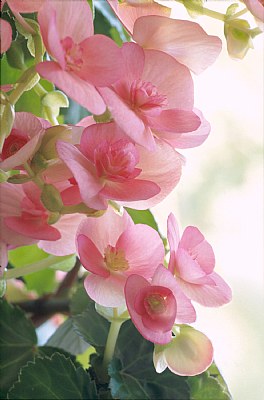 Pink Begonias