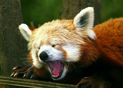 Red Panda