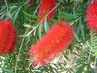 bottle brush tree