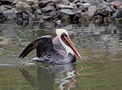 Moody Pelican