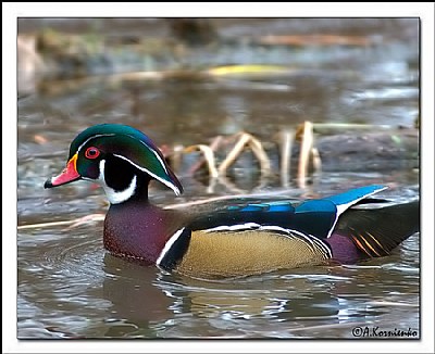 Colourful Wood Duck