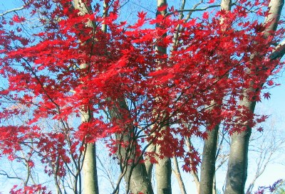 Red on Birch