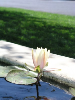 Water Lily