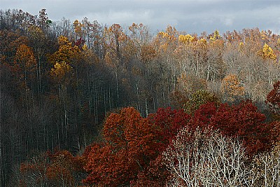 yellow + brown + gray + fall