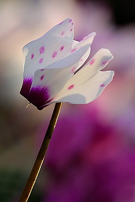 Time of cyclamens