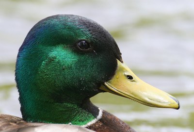 Mallard colors