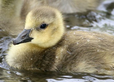 Young Beauty