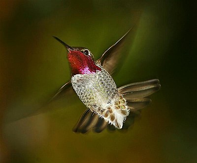 Lil' Red Anna'a Hummingbird
