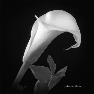 Just Another Callalily