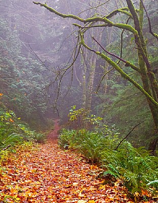 Deep Forest Path