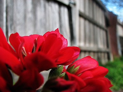 Red and Wood