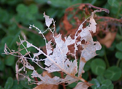 Leaf Skeleton