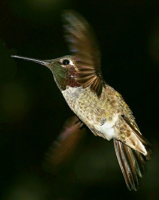 Lil' Red Anna's Hummingbird