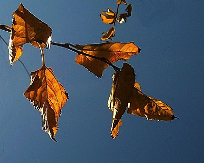 autumn colors...