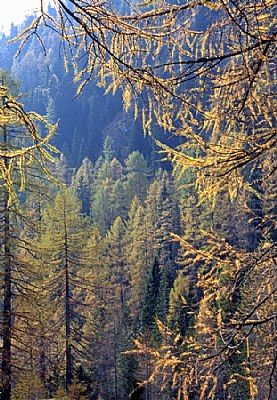 in the forest #2
